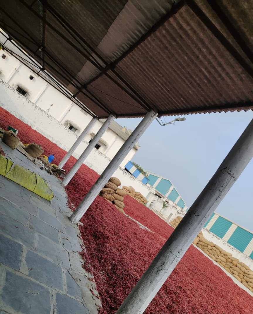 Red chillies drying at facility